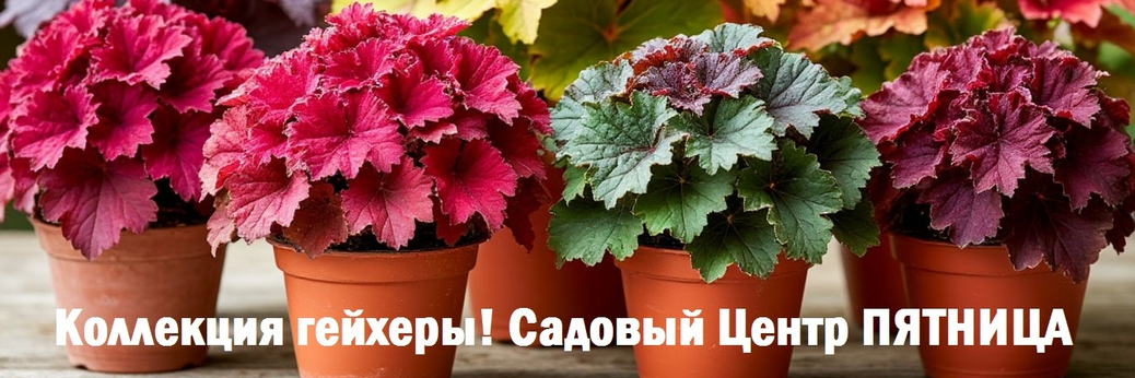 Гейхера — акварель вашего сада: оттенки на любой вкус! ПРЕДЗАКАЗ!