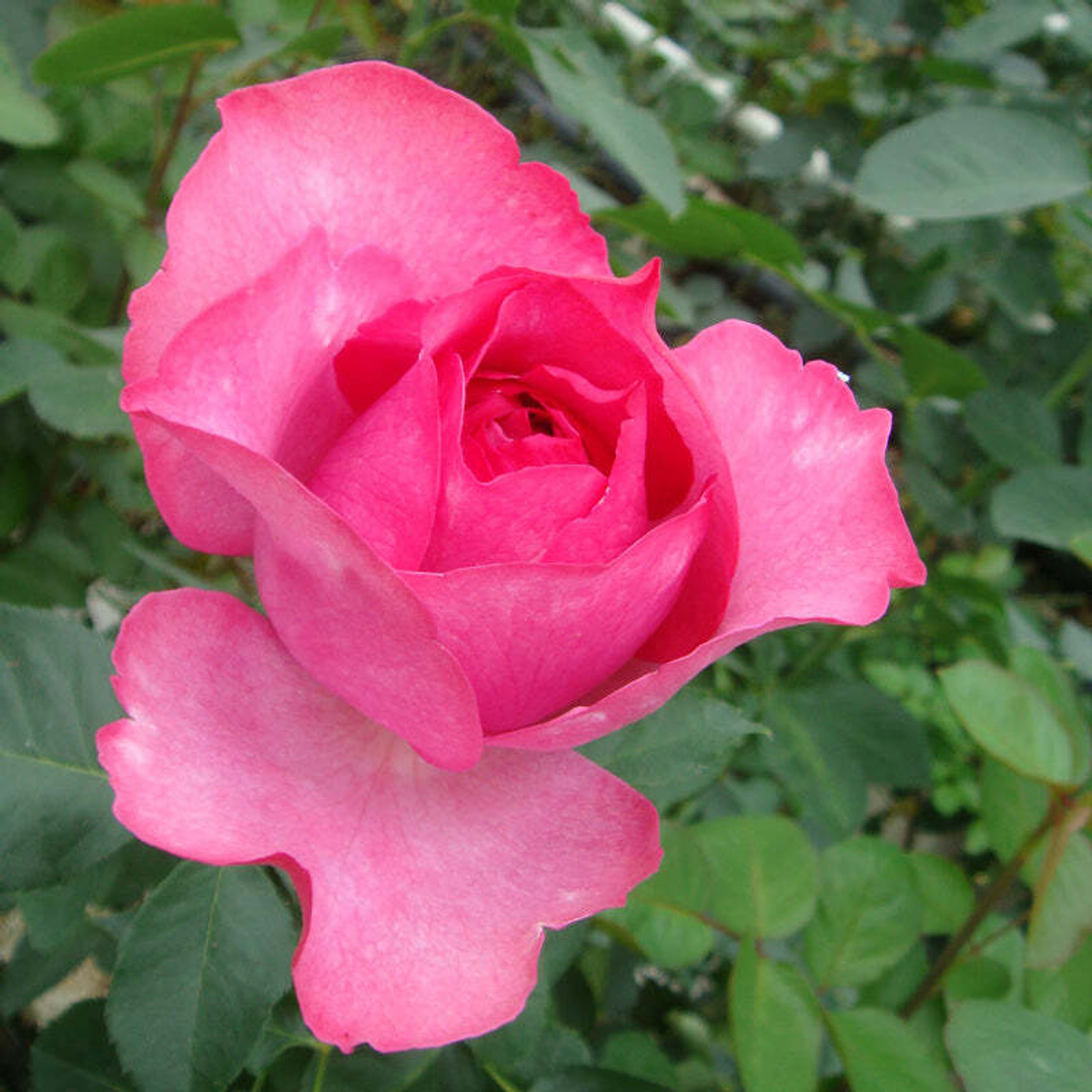 кусты для сада — Ив Пьяже (Yves Piaget) — пионовидная ароматная роза