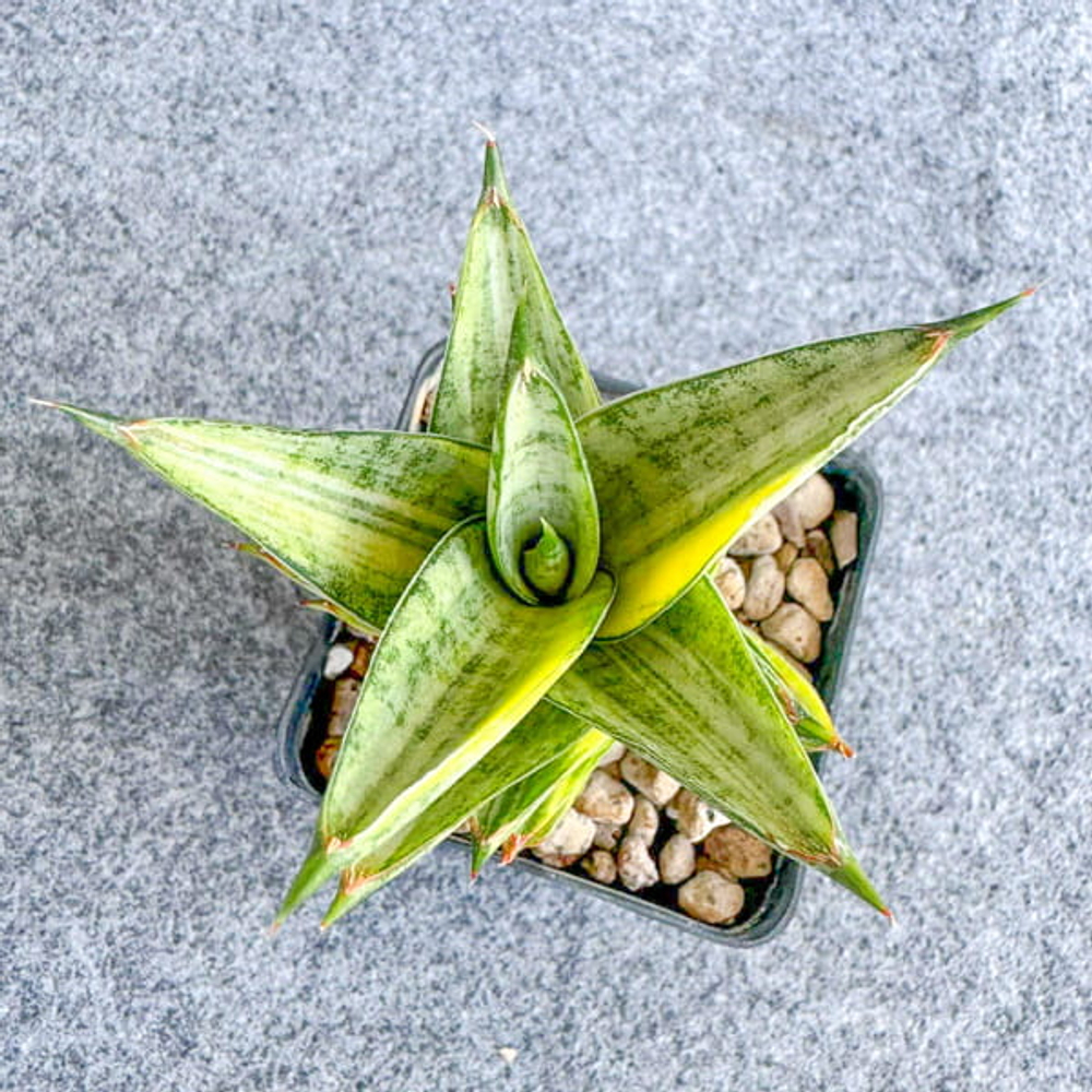 Сансевиерия PAGODA VAR