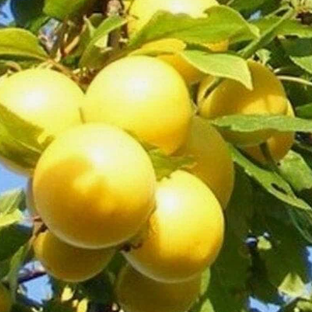 Слива Ренклод де Бове ЗКС контейнер 5- 7,5л, 3х летний саженец май 26