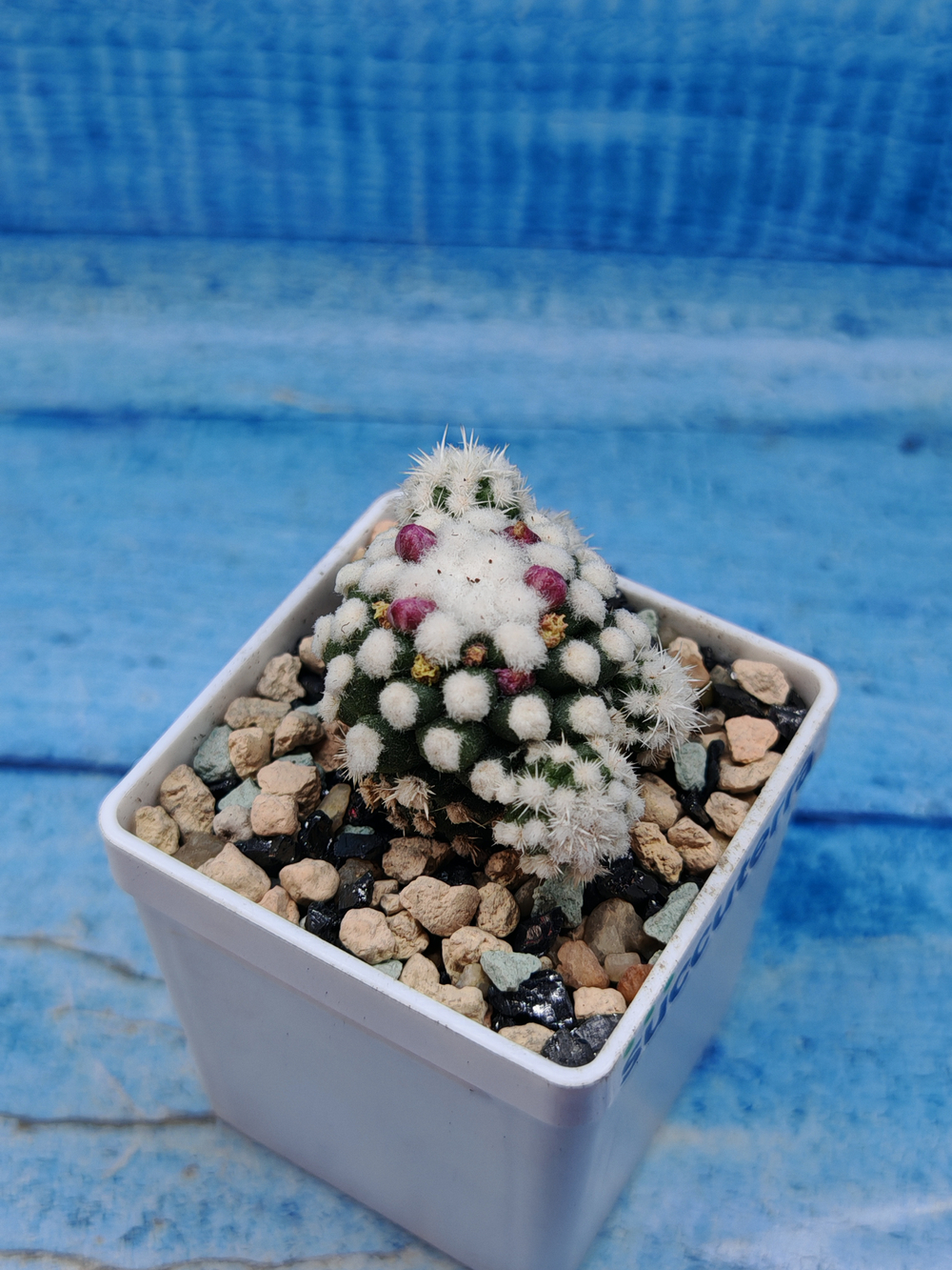 Mammillaria Arizona Snowcap (Маммиллярия)