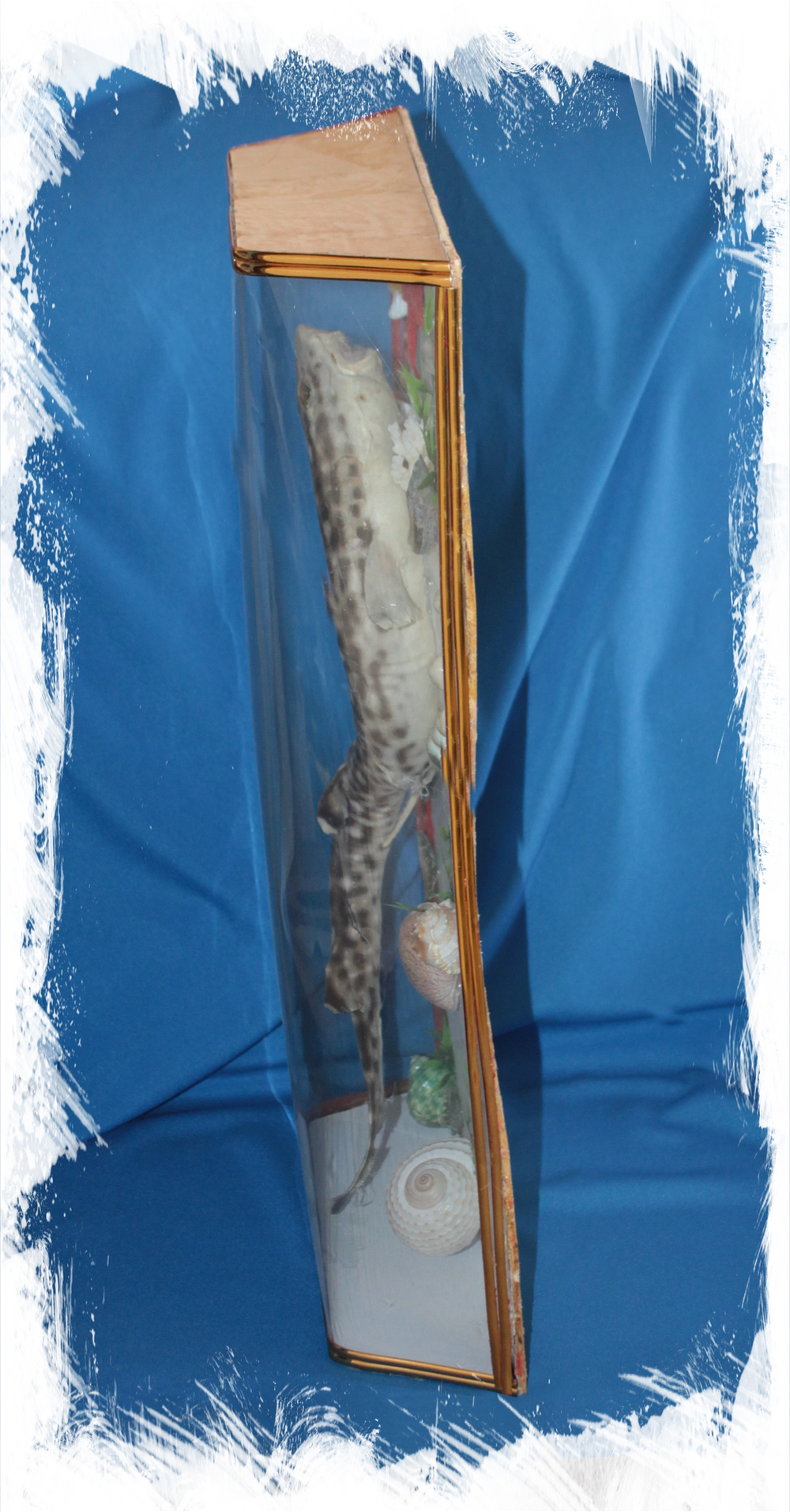 Котовая Акула в коробке