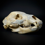 Череп медведя