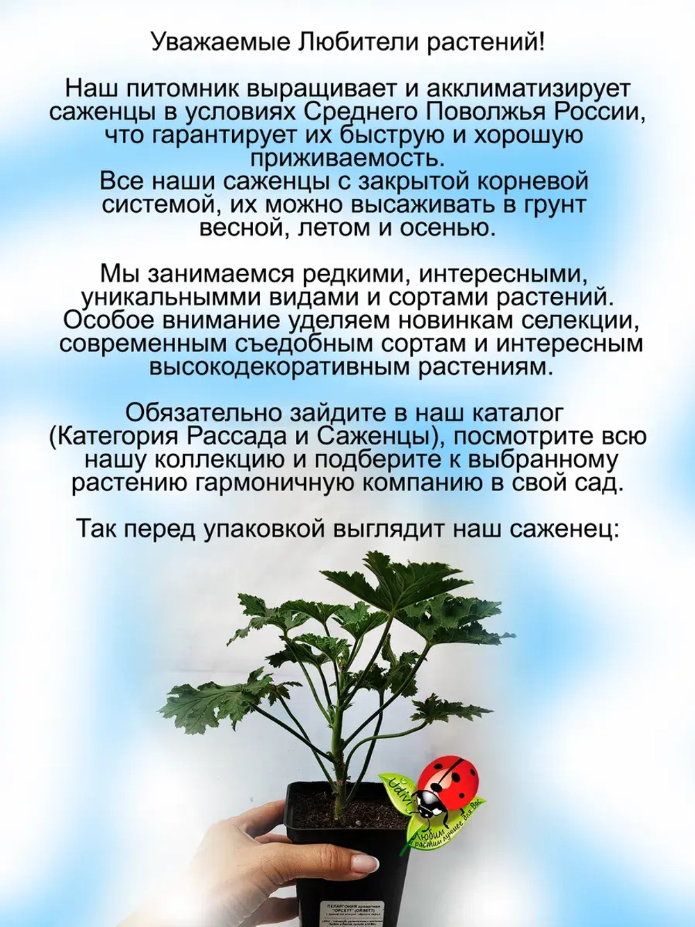 Пеларгония Орсетт душистая аромат перца