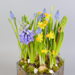 Композиция с первоцветами Весенний микс