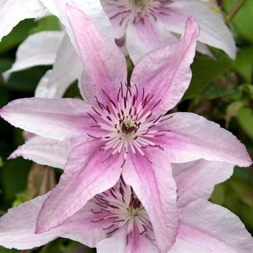 Клематис Pink Fantasy (3 группа обрезки )