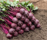 Свекла столовая Водан F1 - Wodan F1 25000 семян