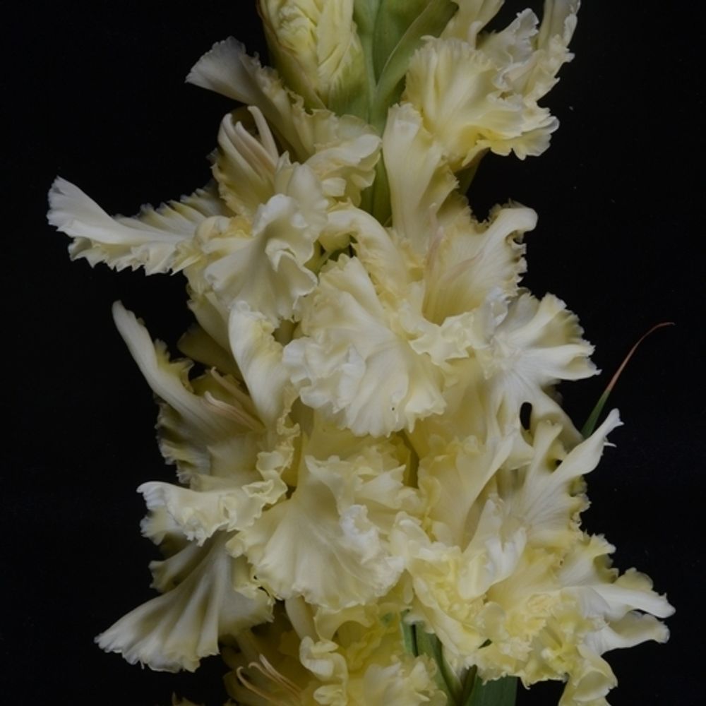 Гладиолус крупноцветковый Белый И Пушистый