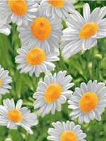 Набор из 2-х вафельных полотенец в подарочной упаковке, 100% хлопок, Россия.