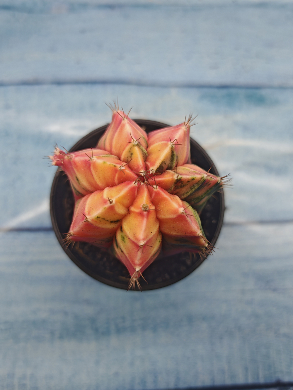 Gymnocalycium Variegata (Гимнокалициум Вариегатный)