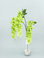 Глициния ампельная Маркиза