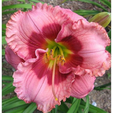 Лилейник Шерри Валентин