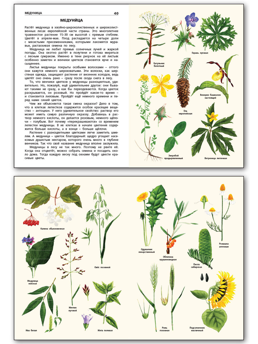 Книга "Растения России" Васильева Н.Ю., 1 класс, школьный словарик, офсетная печать