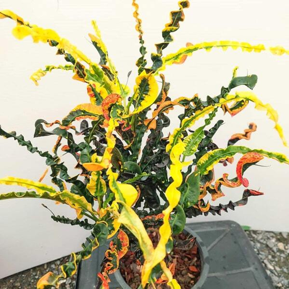 Кротон JAO NGO