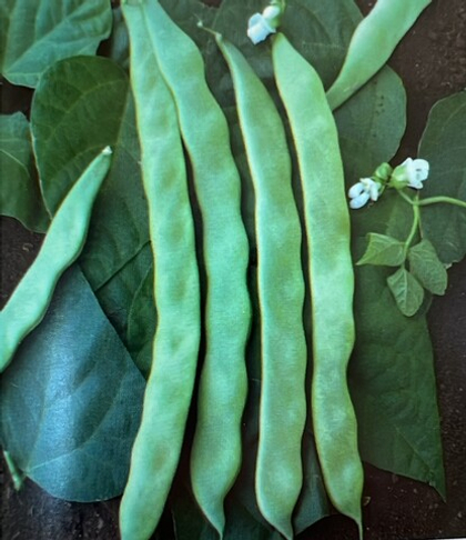 Фасоль спаржевая Сэнси / Sensi 10шт.