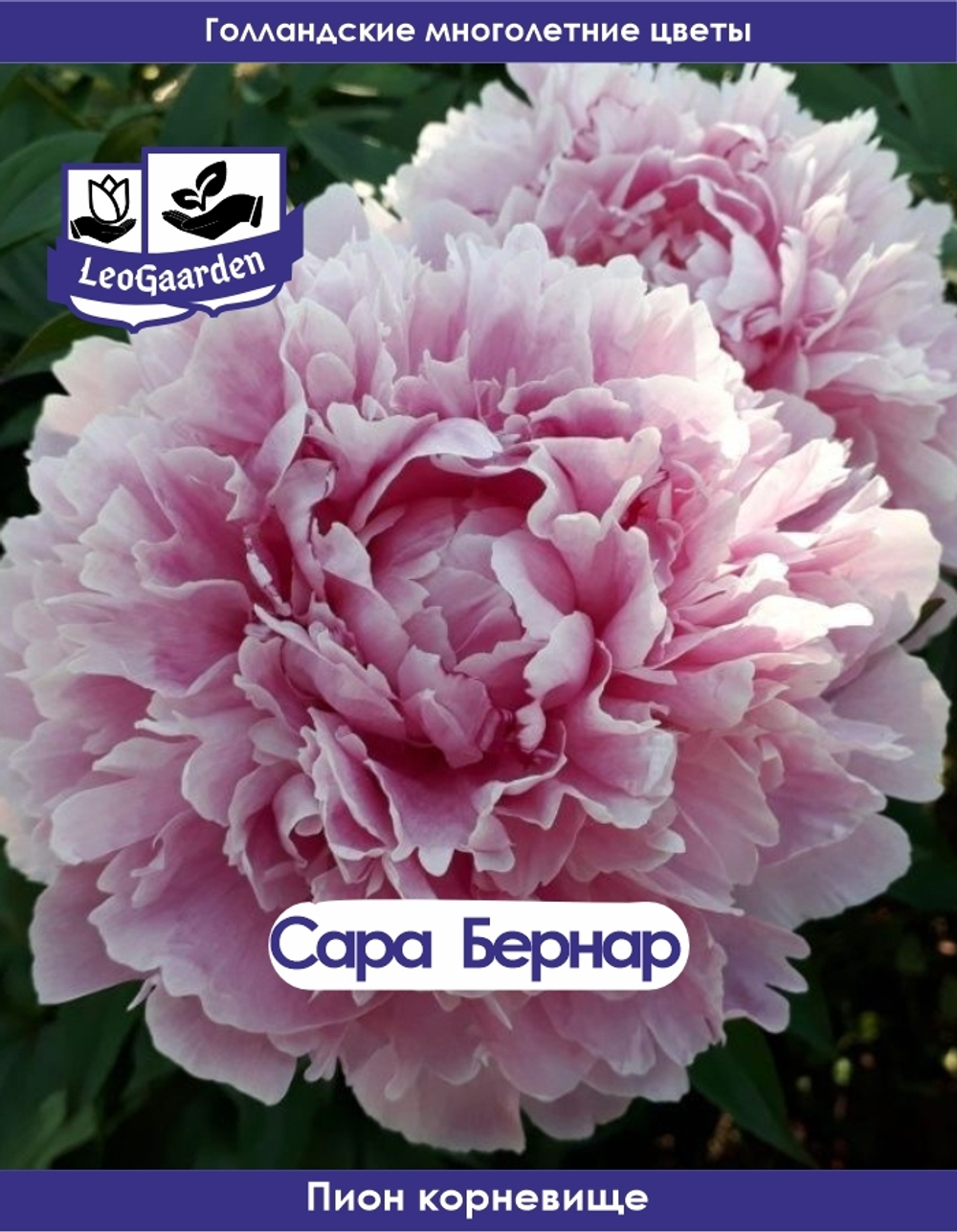 Пион Корневище, Сара Бернар, 1шт