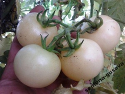 Помидоры Super Snow White