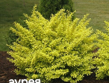 Кустарники июнь 2026