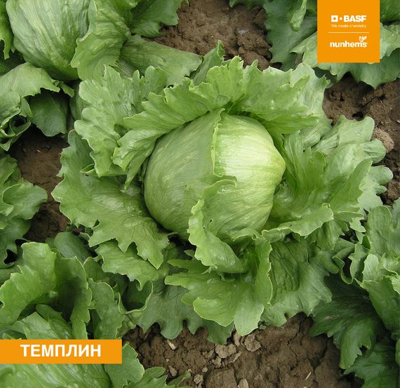 ТЕМПЛИН семена салата Nunhems культура