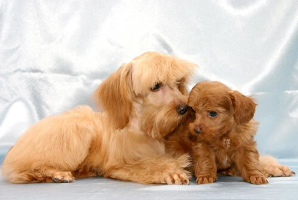 Петербургская орхидея