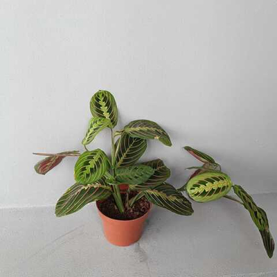 Маранта Фасинатор