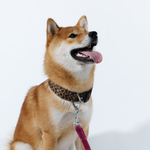 Ошейник Неуловимый леопард