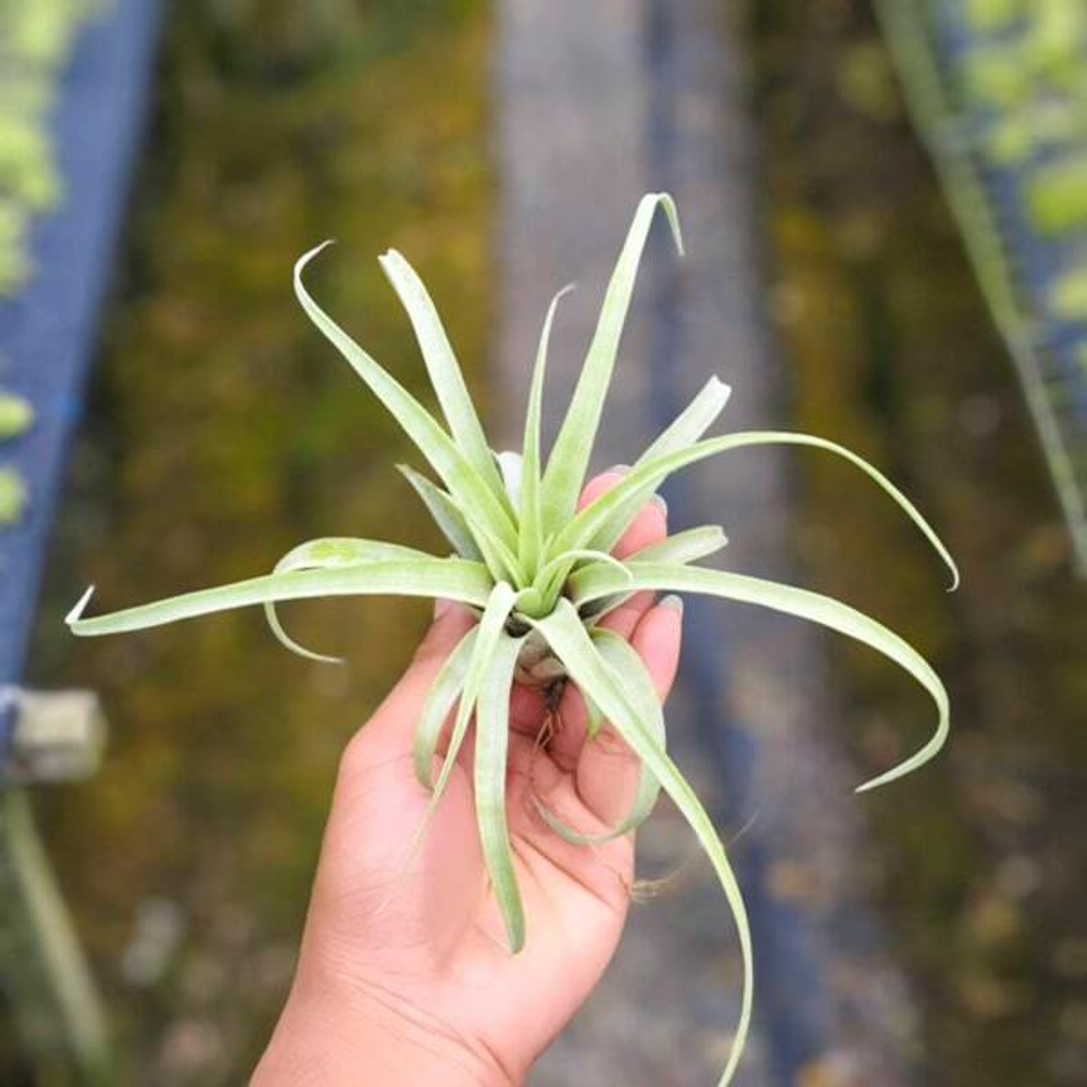 Тилландсия Amada Dofitas (riohondoensis х caput-medusae) (T1)