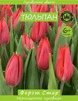 Тюльпан Луковица Ферст Стар 6+ шт