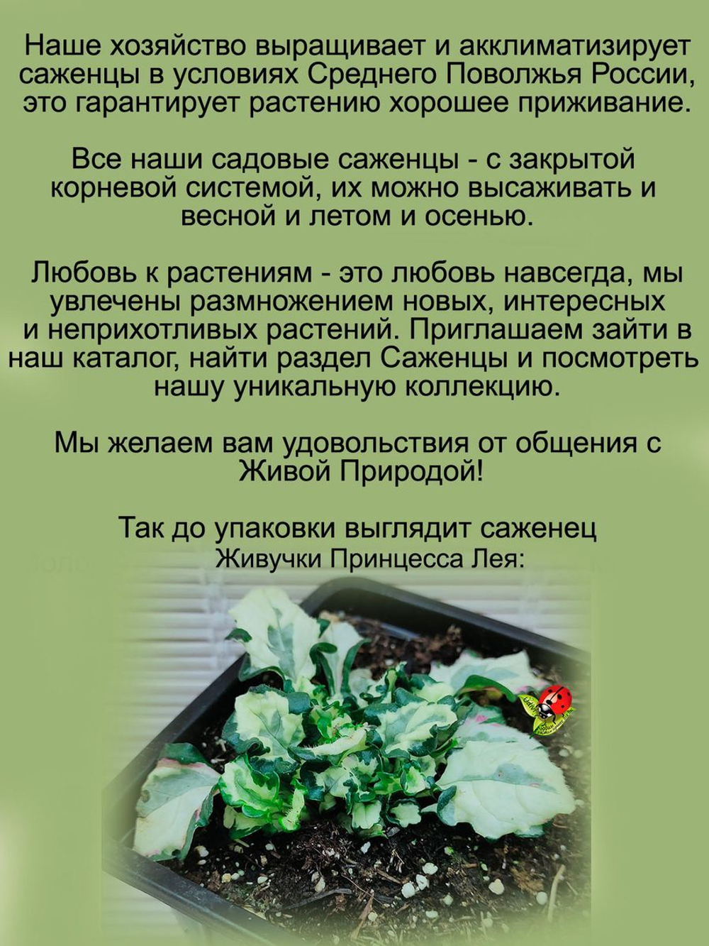 Живучка Принцесса Лея аюга многолетник