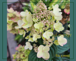 Гортензия метельчатая Жемчужина Фестиваля ( Hydrangea paniculata 'Romantic Ace' = 'Perle de Festival')