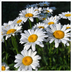 Нивяник наибольший Вайт Лион С2