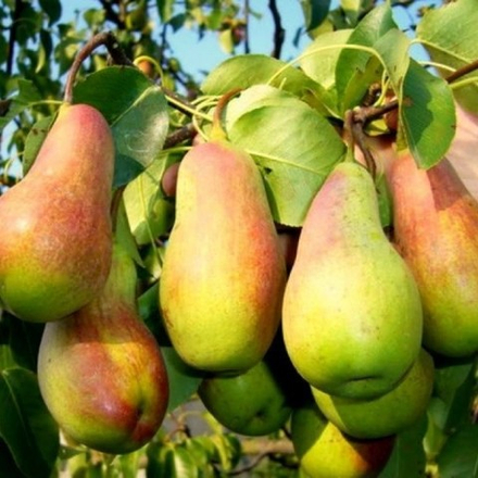 Груша осенняя Талгарская красавица (2-летка) ЗКС