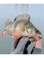 Слаги съедобные искусственные LJ Pro Series TRICK ULTRAWORM 2,0in (05.00)/S21 9 шт. в упак.