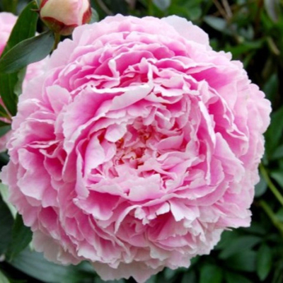 Пион травянистый Сара Бернар (горшок 5л)