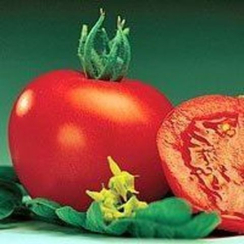 Маунтин Спринг F1 семена томата детерминантного (Syngenta / Сингента)