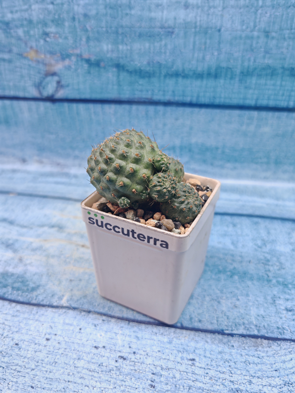 Rebutia Nitida (Ребуция)