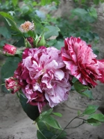 Роза флорибунда Нью Имэджин