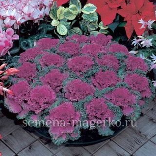 Капуста декоративная F1 Нагоя Ред -100 семян