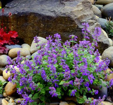 37147 Котовник NOVA `Blue (Весна 2026)