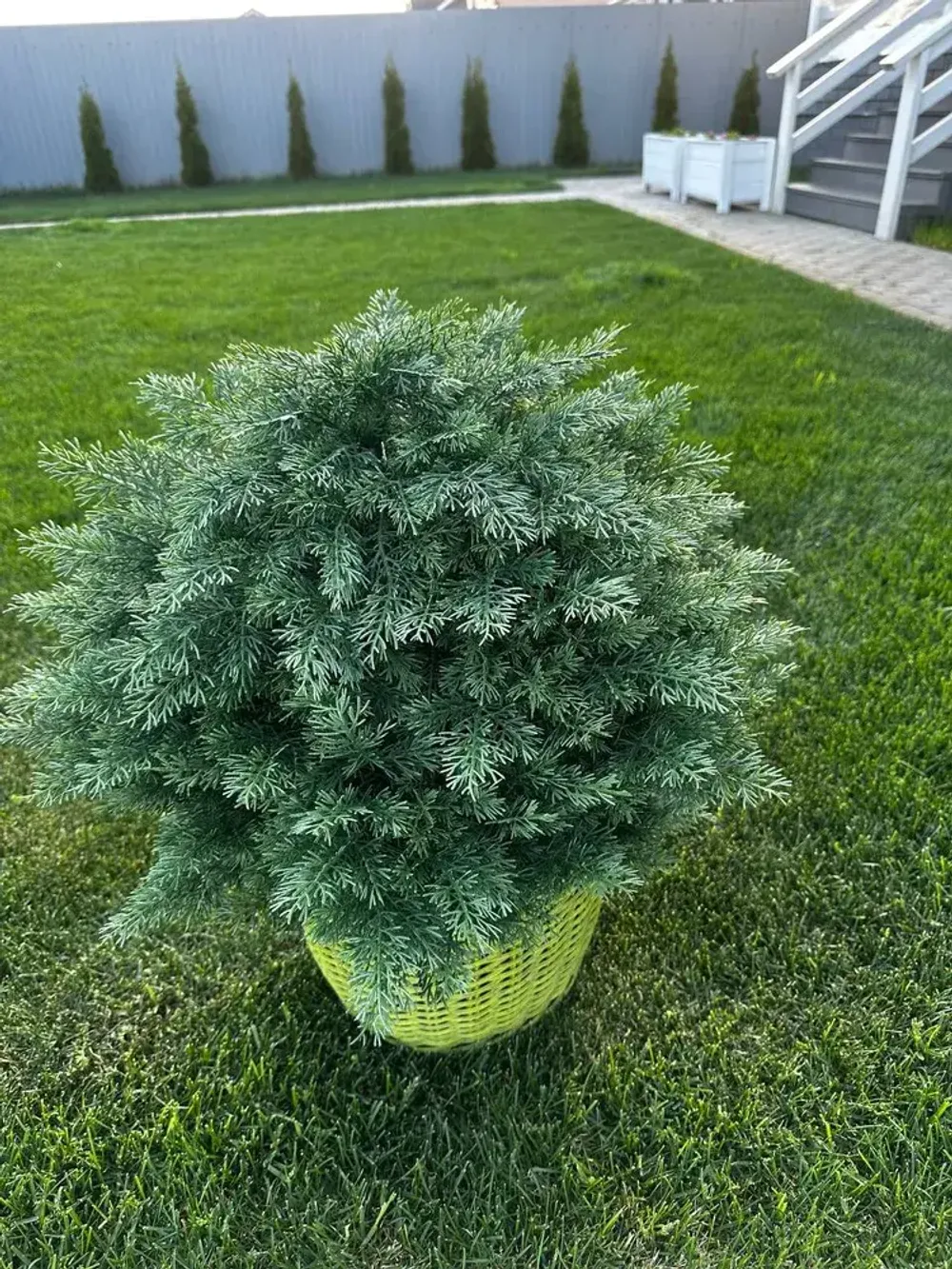 Голубая Туя-шар искусственная (Литая хвоя) 40 см \ 70 см