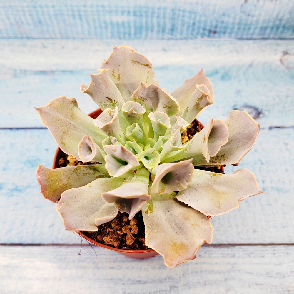 Echeveria Trumpet Pinky (Эхеверия)