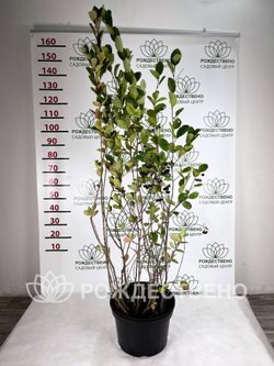 Рябина черноплодная Aronia