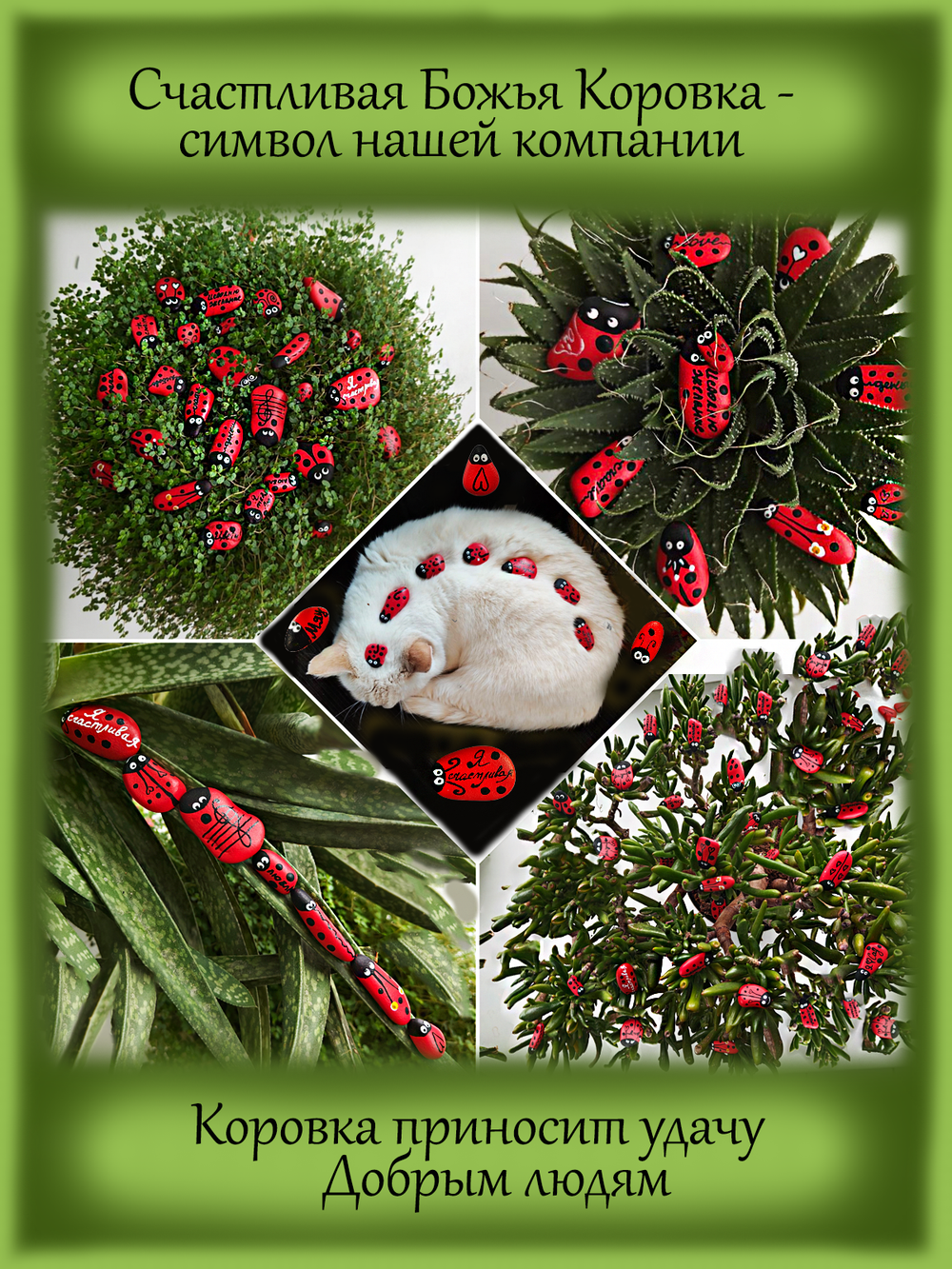 Эониум Шварцкопф чёрный