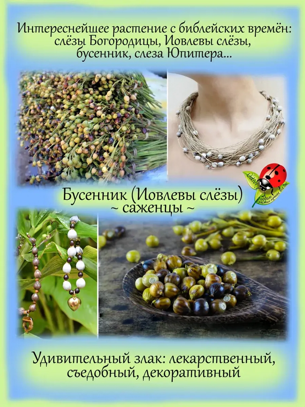 Бусенник Иовлевы слёзы