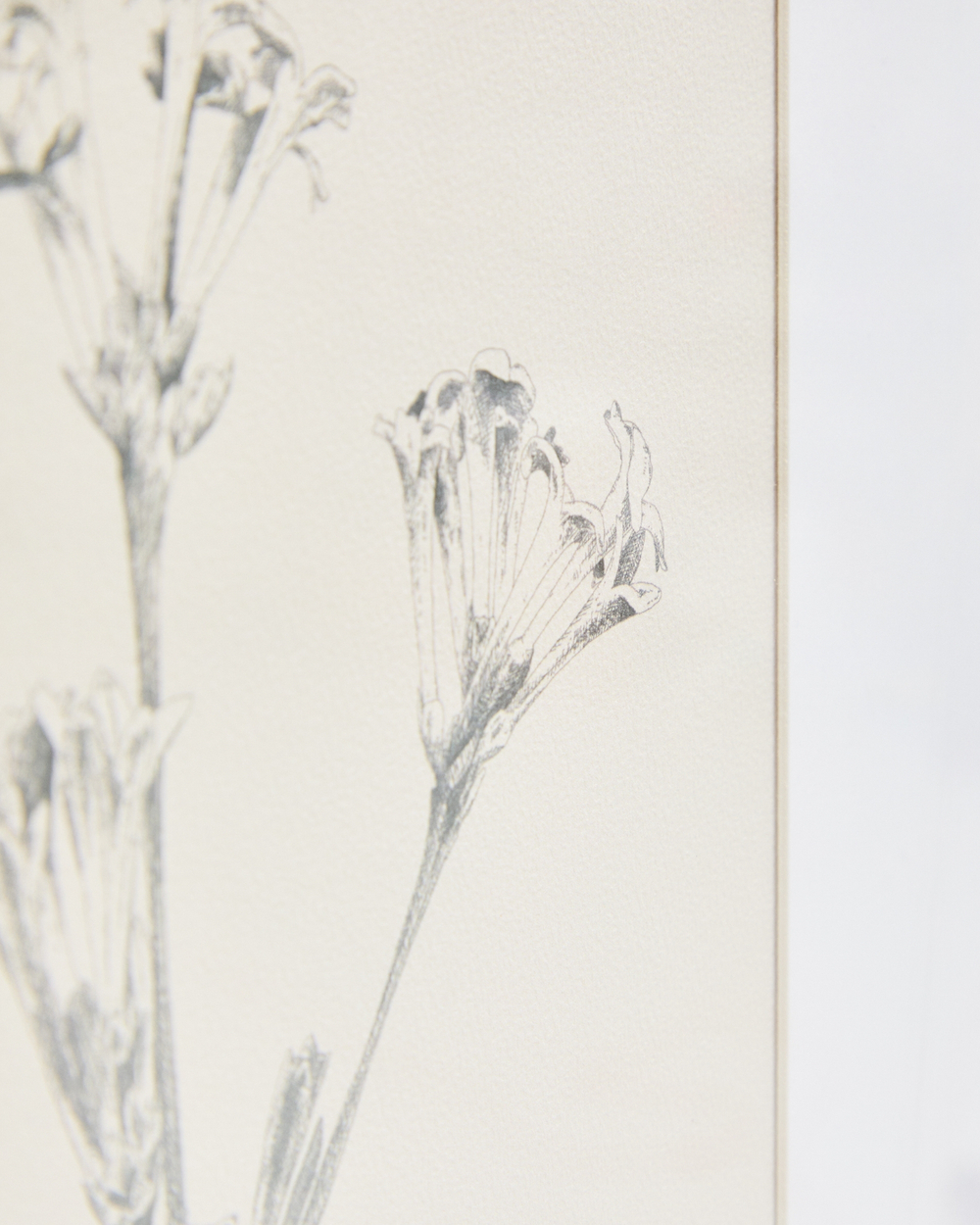 Картина Lirena с ботанической иллюстрацией 70 x 50 см