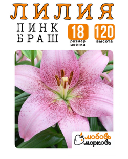 Лилия Луковица, Пинк Браш, ЛА-гибрид, 1 шт