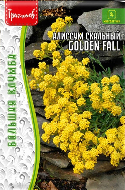 Алиссум скальный Golden Fall