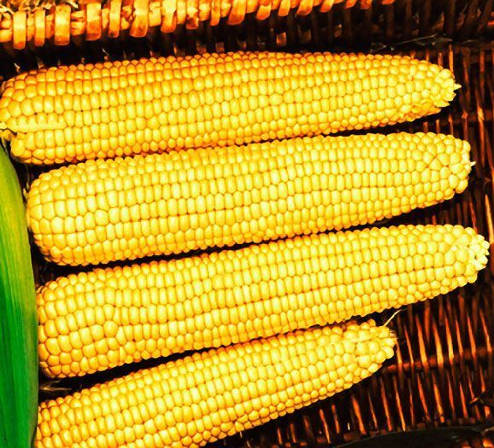 Мегатон F1 семена кукурузы (Clause / Клос)