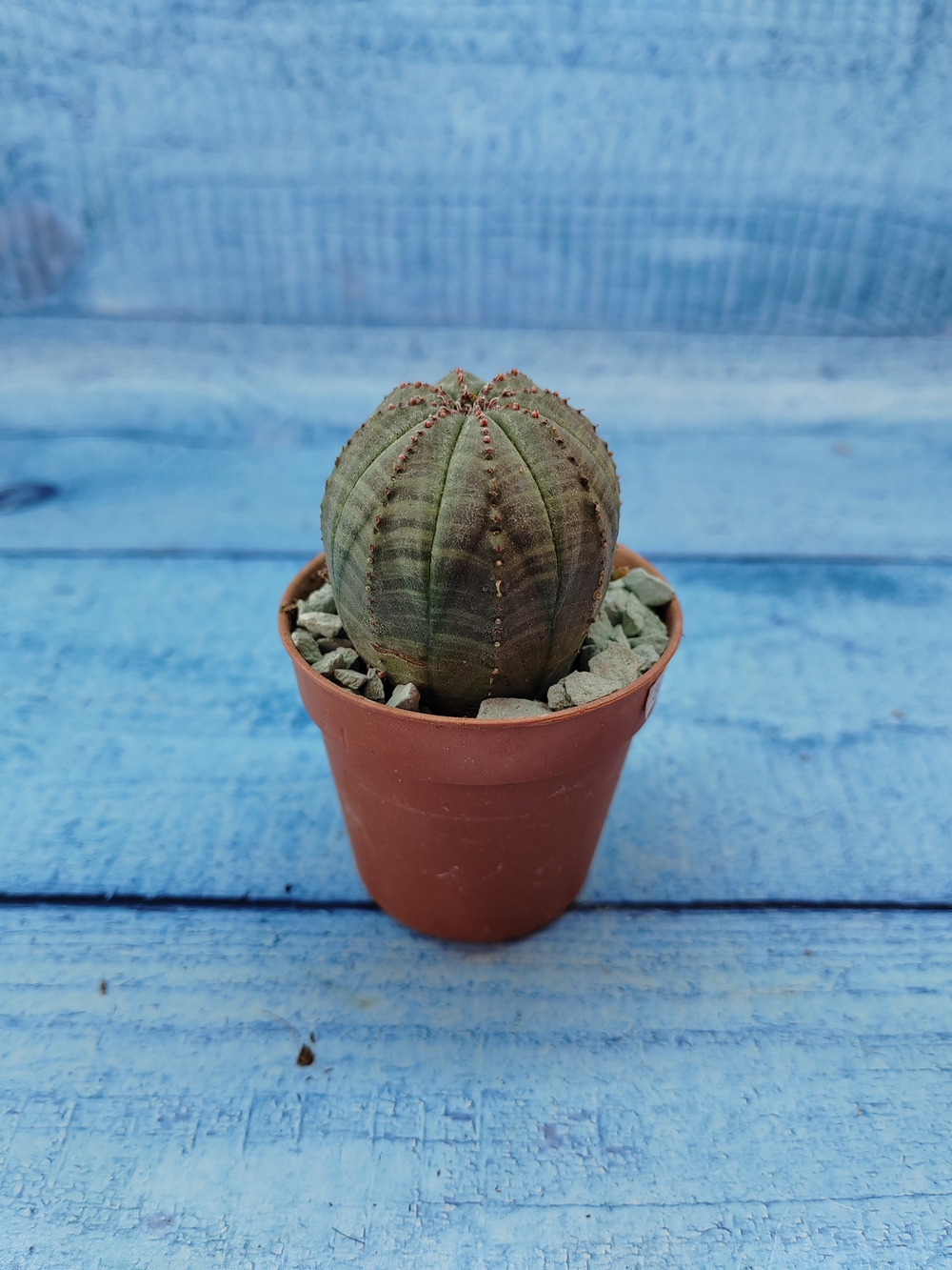Euphoria Obesa (Эуфорбия)