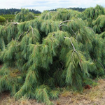 Сосна густоцветковая Пендула